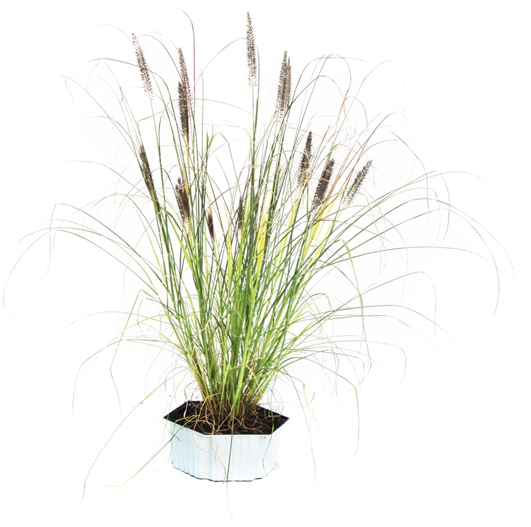 Sellana Solitaer Gras