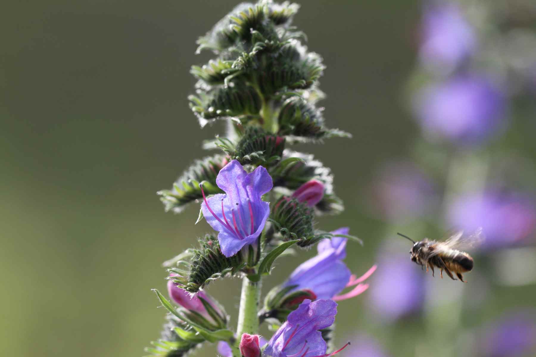Wildbiene Echium
