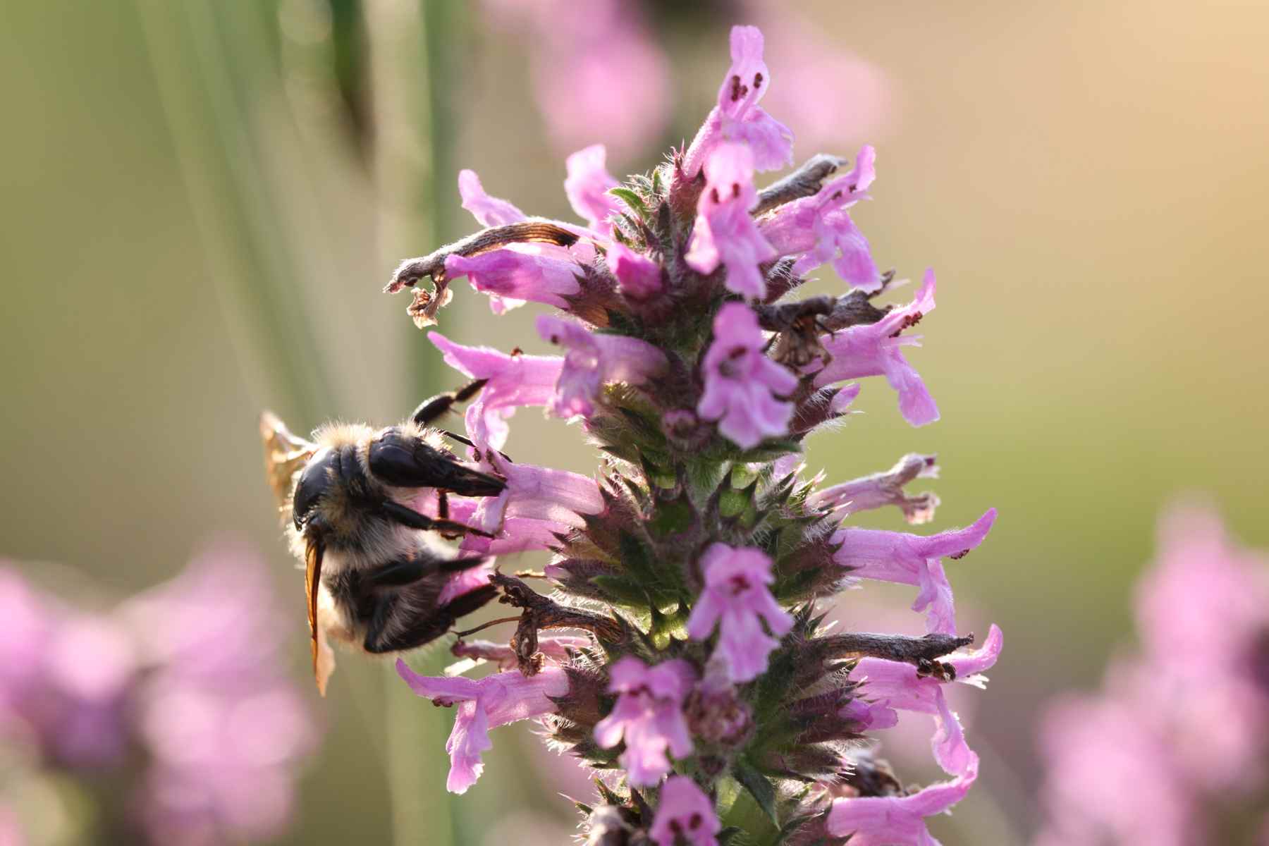 Wildbiene Stachys